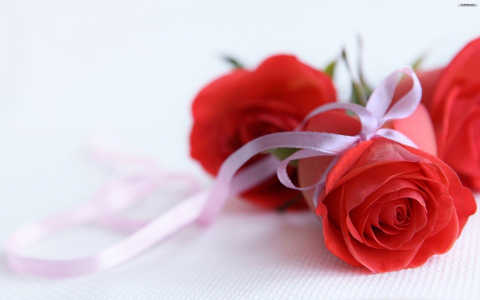 Download Red Rose Wallpapers Lovely wallpaper