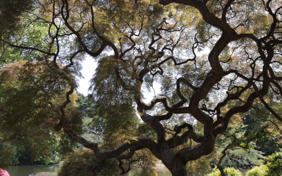 Download Shinjuku Gyoen National Garden Large bonsai tree wallpaper