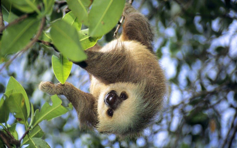 Download Sloth Animal Desktop Wallpapers wallpaper