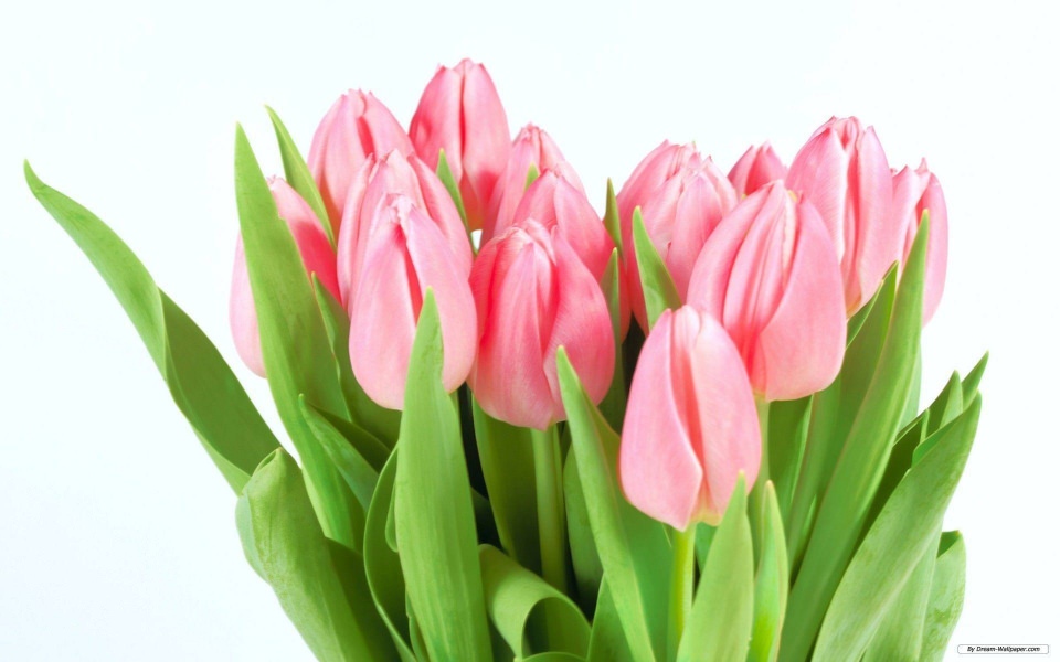 Download Tulip Flower Wallpapers wallpaper