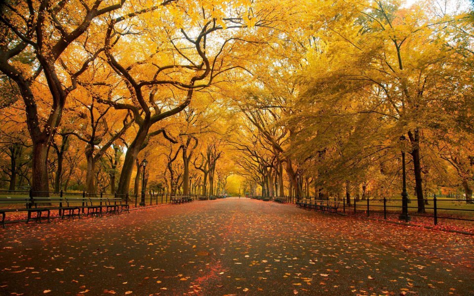 Download United States New York New York City Central Park in the Fall wallpaper