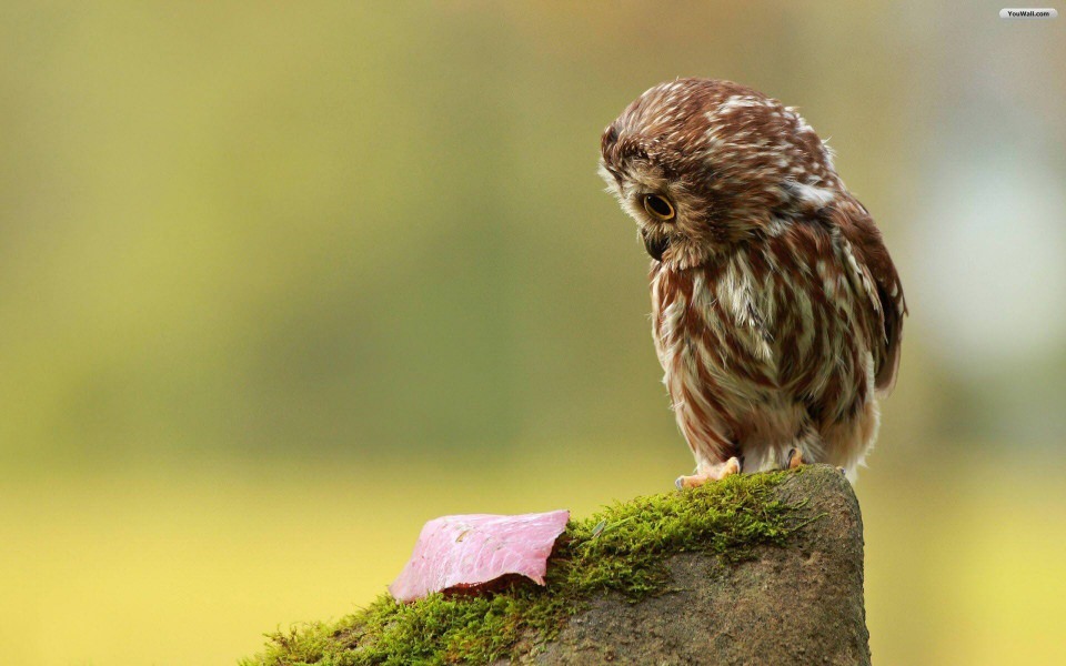 Download Wallpapers For gt Cute Baby Owl Wallpapers wallpaper