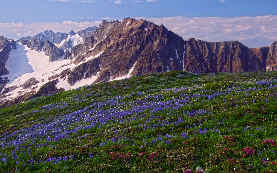 Download Wildflowers on Sahale Arm North Cascades National Park wallpaper