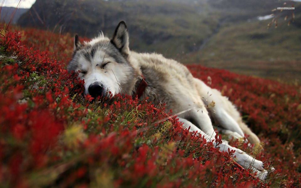 Download Wolf Animals Wallpapers wallpaper