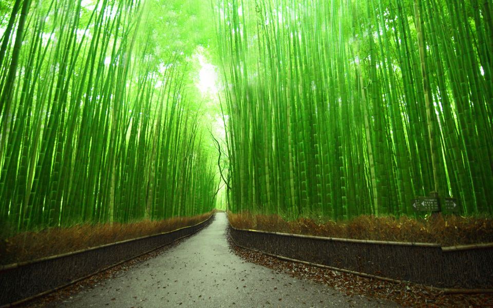 Download Bamboo Forest in HD wallpaper