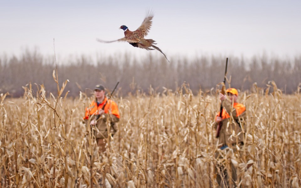 Download Bird Hunting Photos For iPhone Android wallpaper