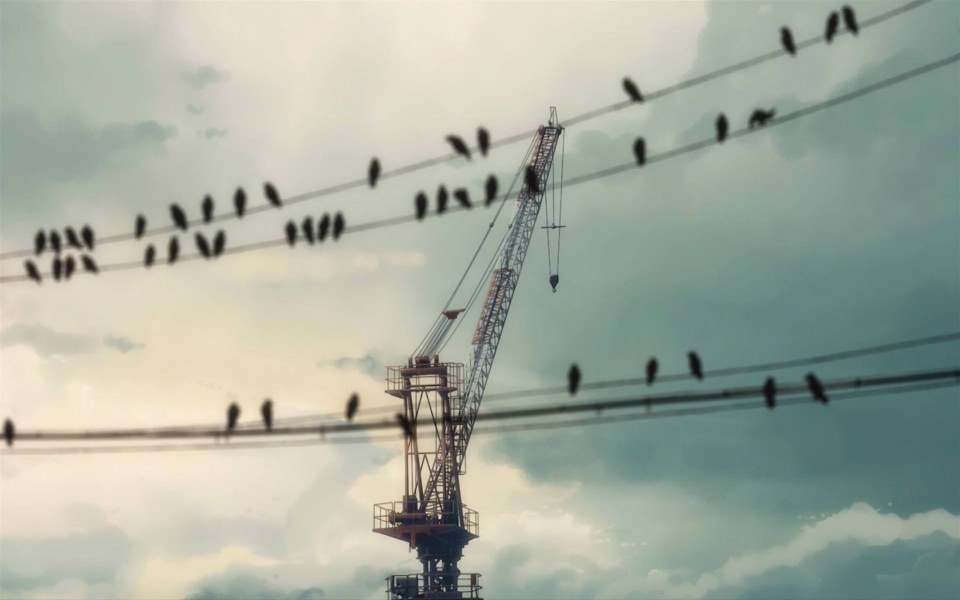 Download Birds On A Wire Wallpapers wallpaper