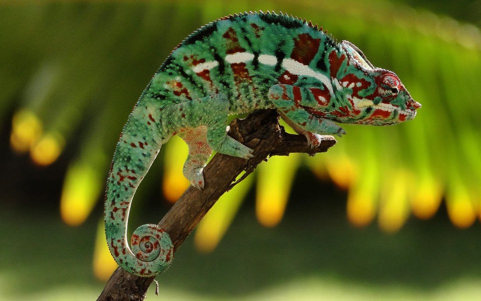 Download Chameleon Images for Mobile iPhone Mac wallpaper