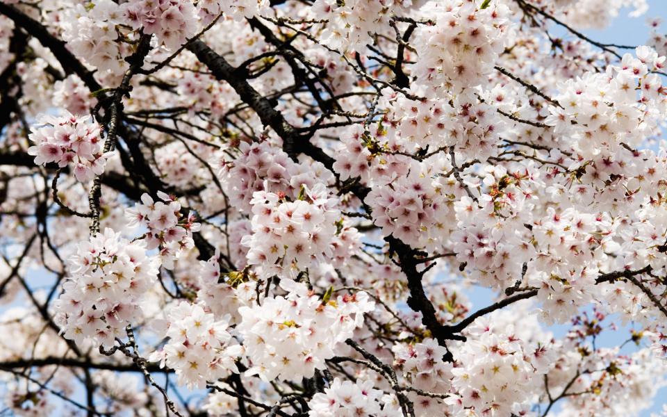 Download Cherry Blossom Shinjuku Gyoen Park wallpaper