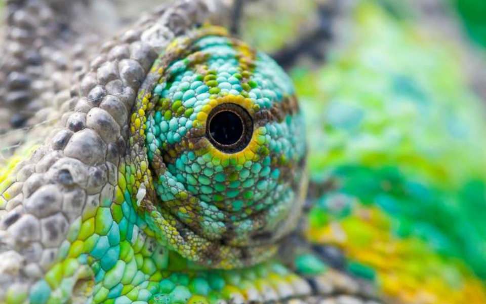 Download Colorful Lizard Eyes 2020 Photos wallpaper