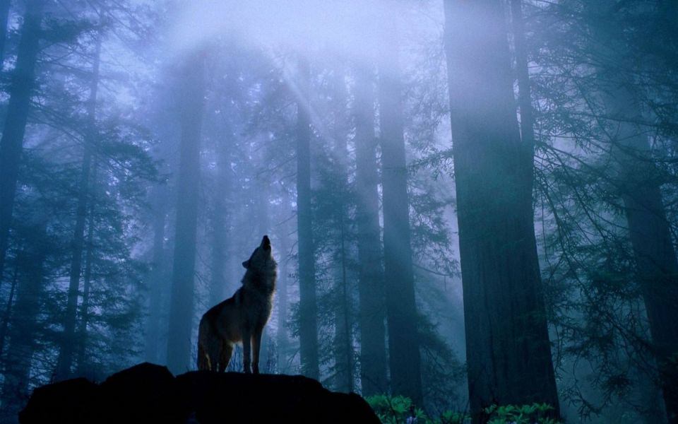 Download Desktop hd wolf in forest wallpaper wallpaper