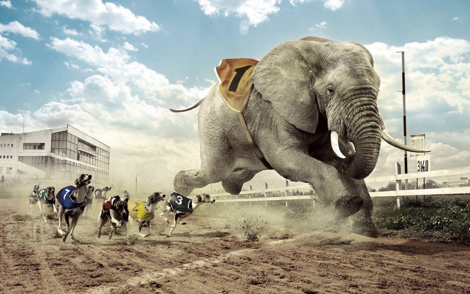Download Dogs racing an elephant Wallpapers for Mobile iPhone Mac wallpaper