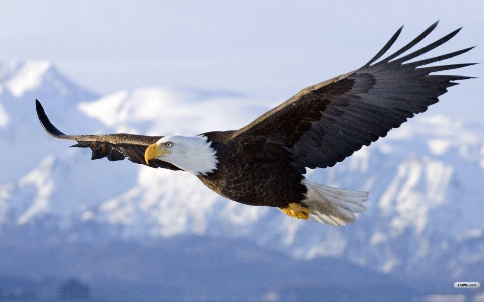Download Eagle 2020 Phone PC 4K Wallpapers wallpaper