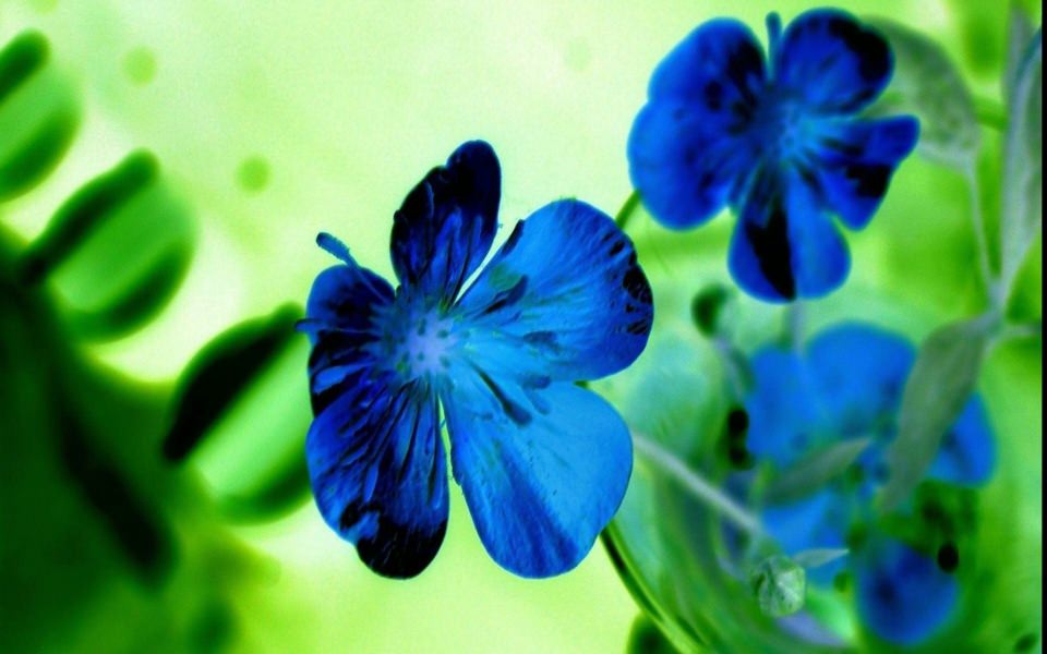Download Flowers Blue 2020 HD Wallpaper Mobiles iPhones wallpaper