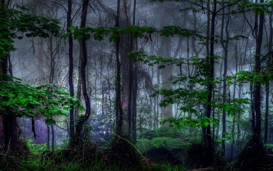 Download Forest Dark Trees Foliage Latest Images wallpaper