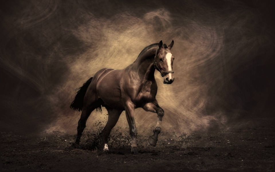 Download Horse HD 2020 Images Photos Pictures wallpaper