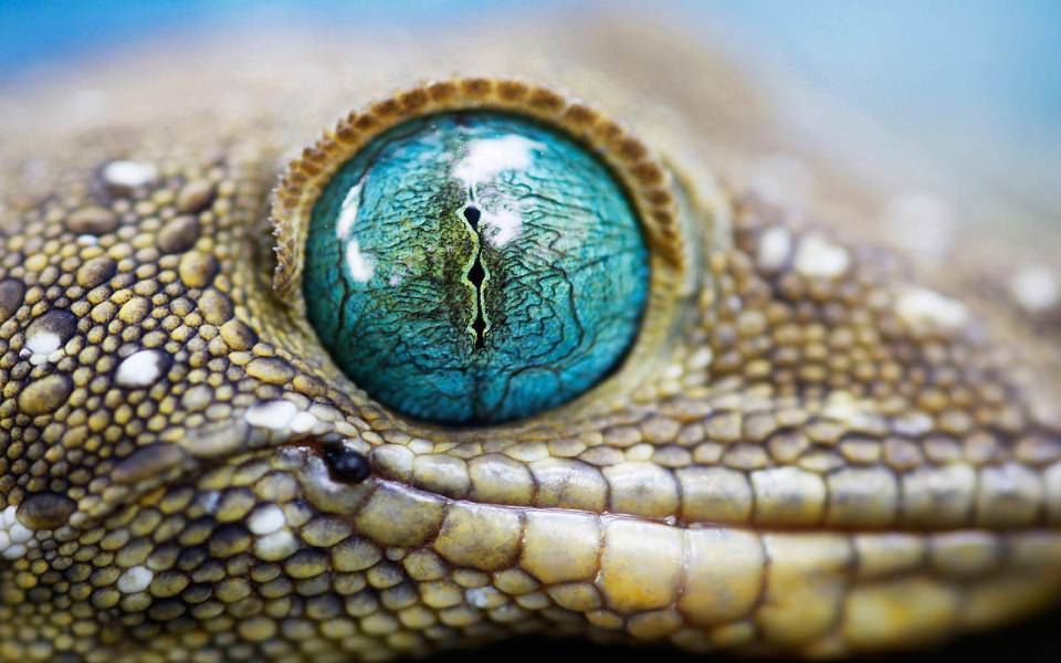 Download Lizard 2020 Wallpapers For Mac Android wallpaper