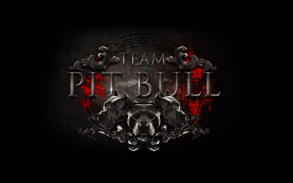 Download Pit Bulls New Team Logo wallpaper