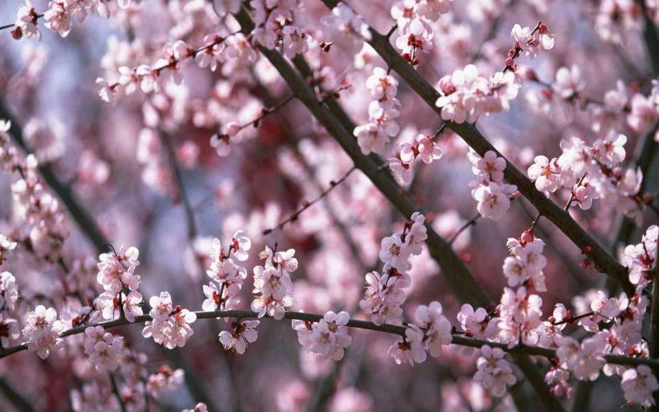 Download Sakura Flower Blossoming Pics wallpaper