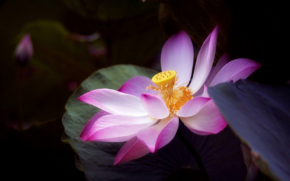 Download The Lotus Flower New Wallpapers wallpaper