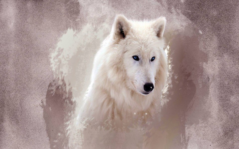 Download The Wolf Wallpapers HD Wallpapers wallpaper