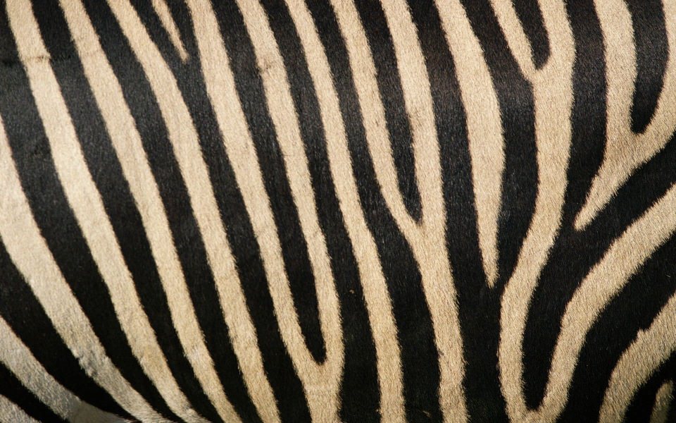 Download Zebra Stripes Photos For Mobile wallpaper