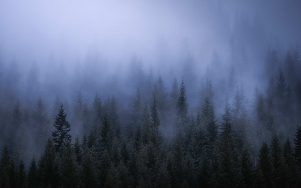 Download 4k Fog Dark Forest 2020 wallpaper