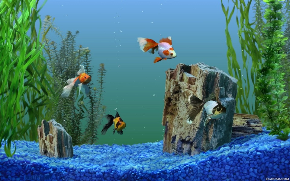 Download Aquarium wallpaper