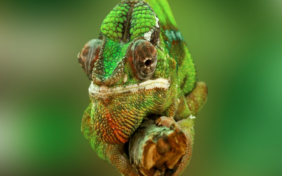 Download Chameleon Green Reptiles wallpaper