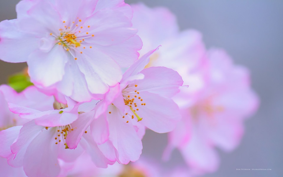 Download Cherry Blossom Tokyo 4k 2020 wallpaper