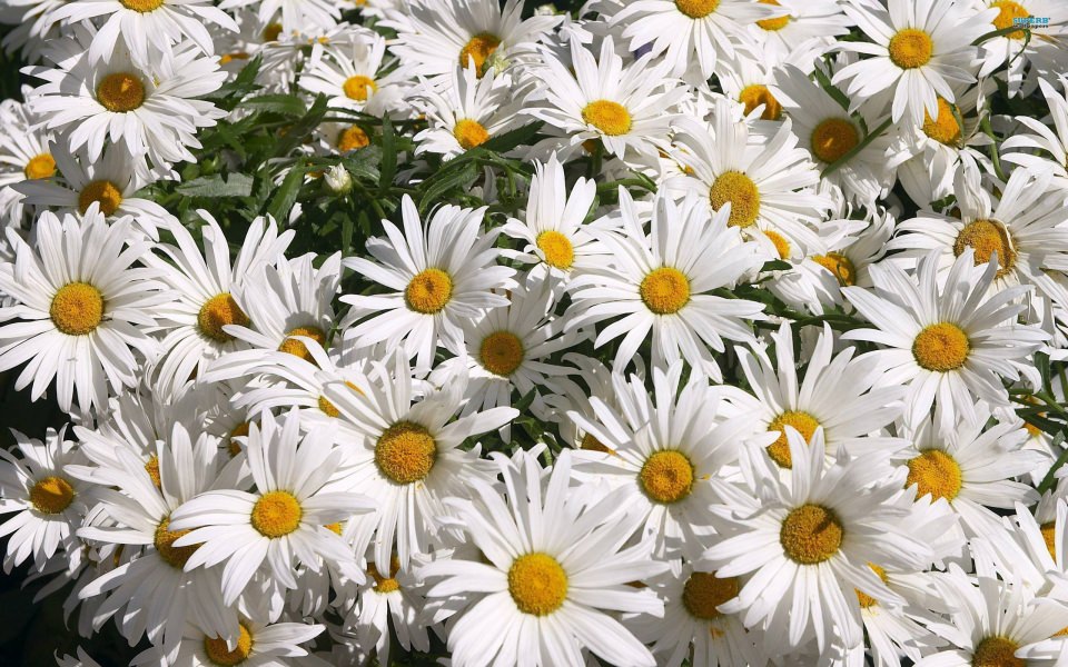 Download Daisy Flower wallpaper