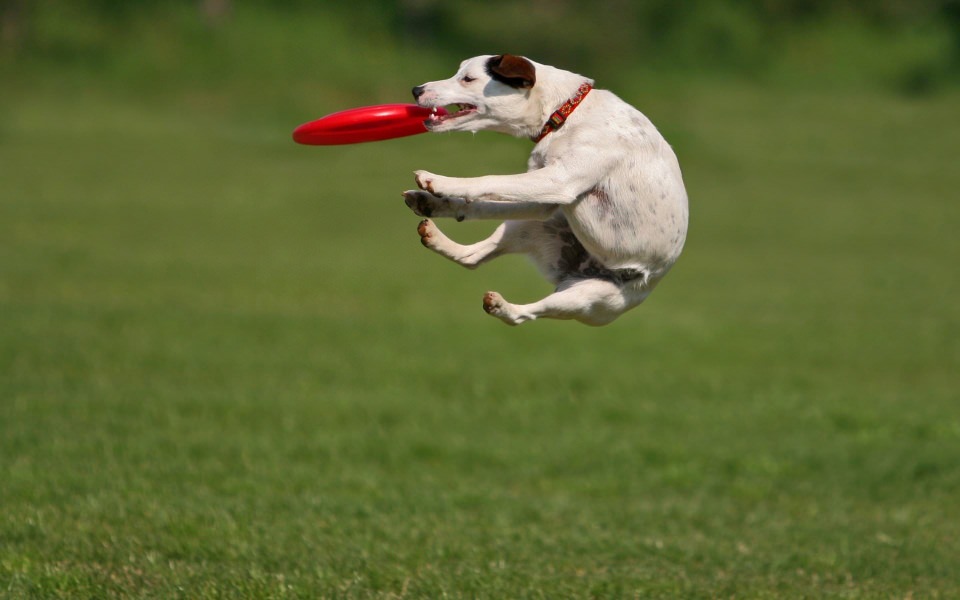 Download Dogs Frisbee 2020 Mobile Wallpapers wallpaper