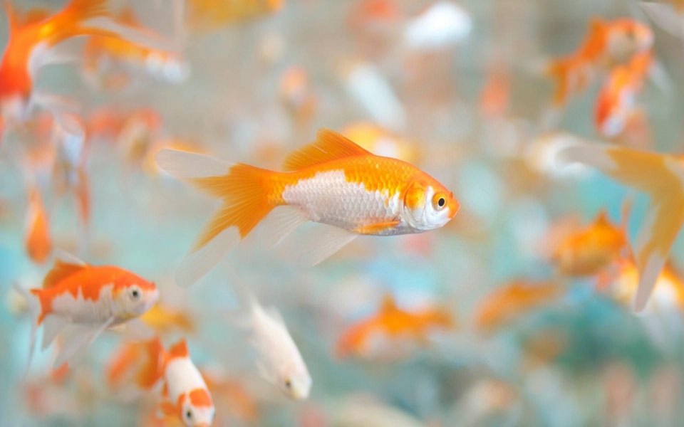 Download Goldfish Carassius Auratus wallpaper