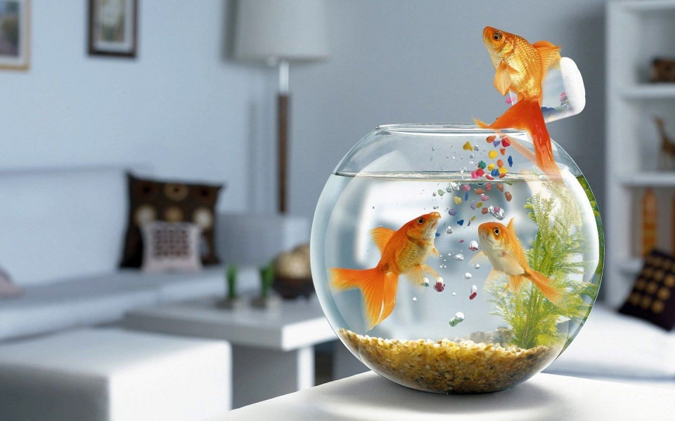 Download Goldfish Ultra 4K 2020 wallpaper