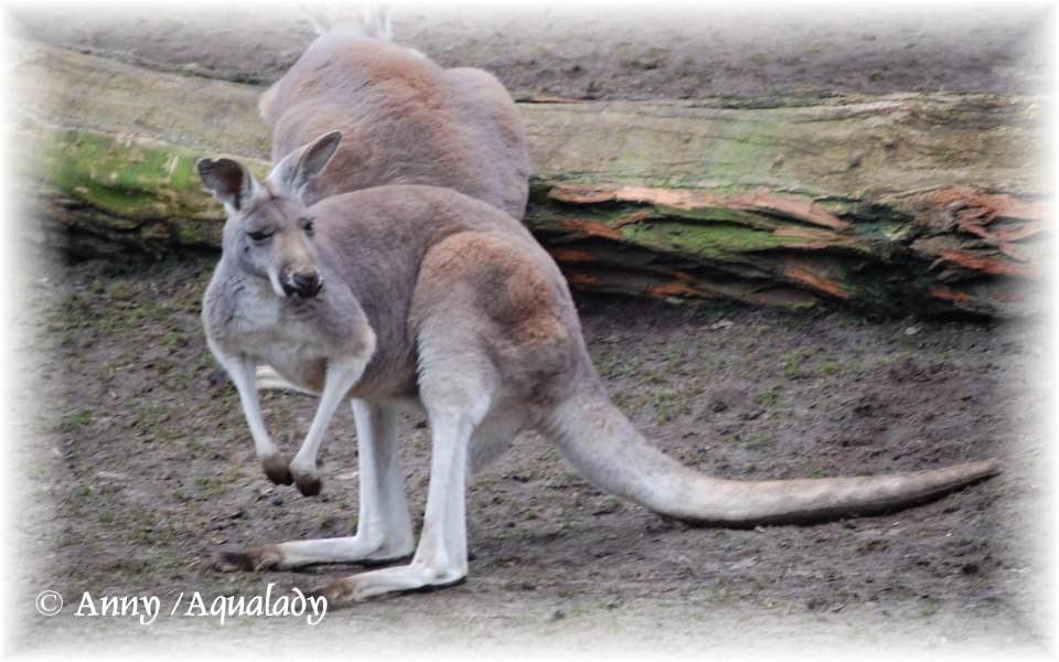 Download Kangaroo 2020 4K Mobile wallpaper