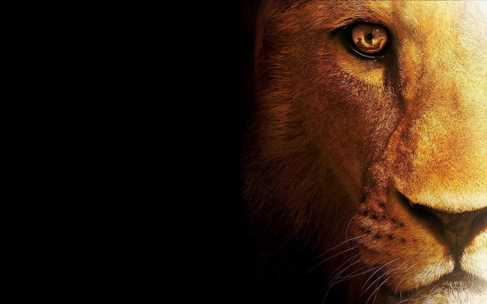 Download Lions in 4K HD 2020 Wallpapers wallpaper