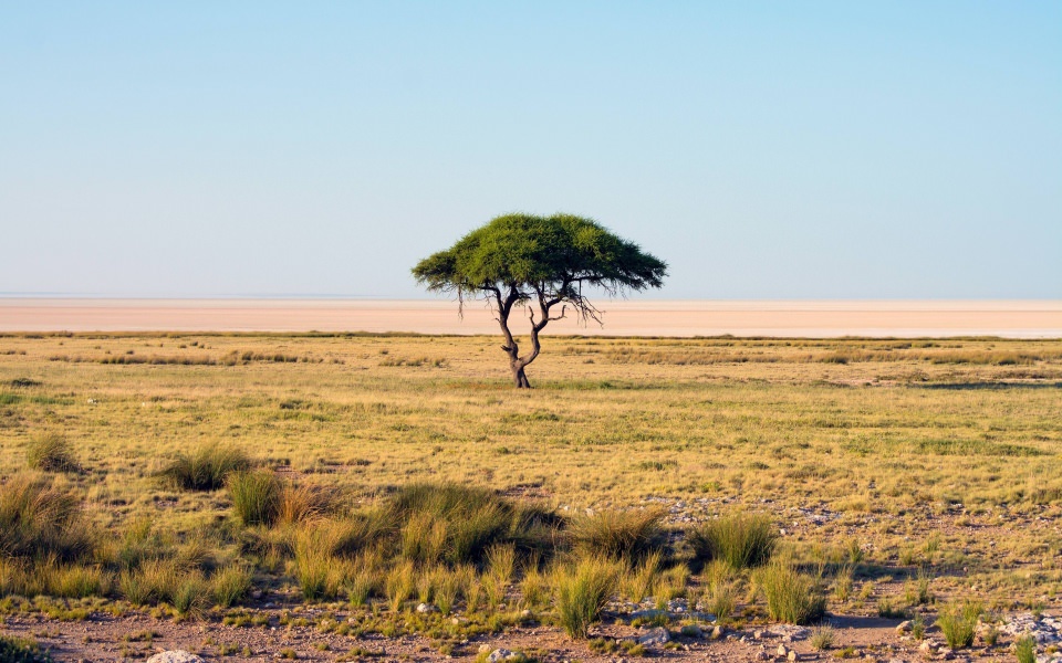 Download Namibia Trees 2020 Wallpapers wallpaper