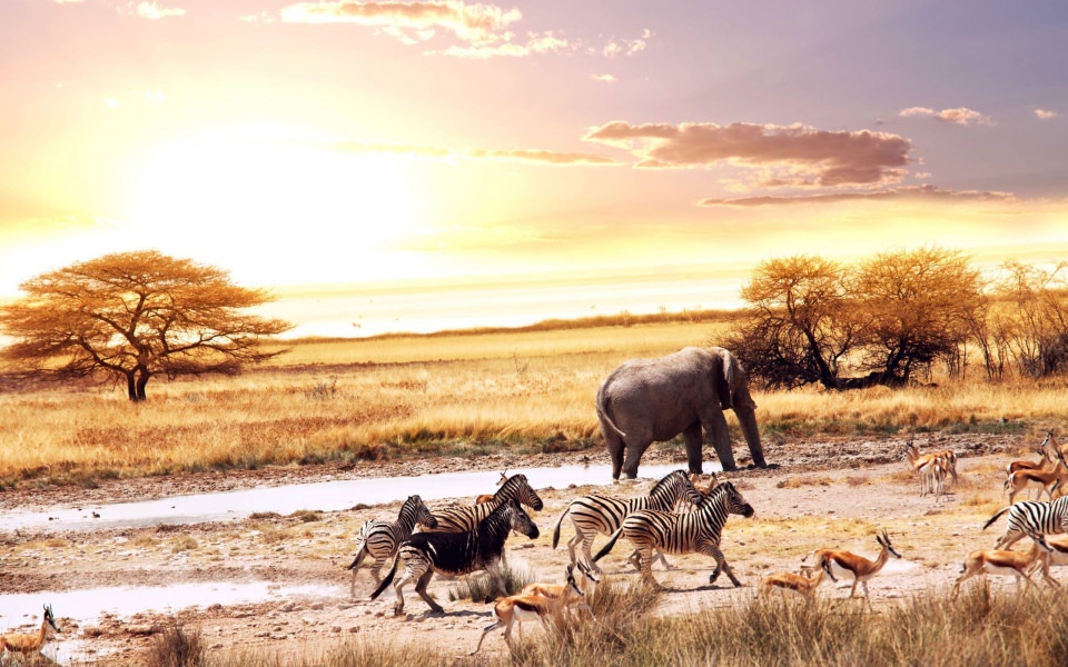 Download Wild Animals in Africa wallpaper