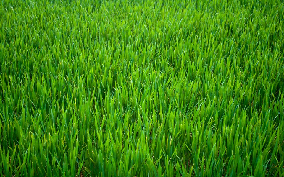 Download 4K 2020 Grass Pictures Fantastic Grass Photos wallpaper