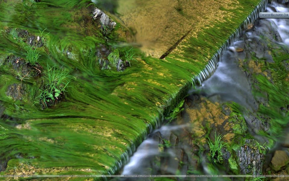 Download Algae Patterns HD 4K wallpaper