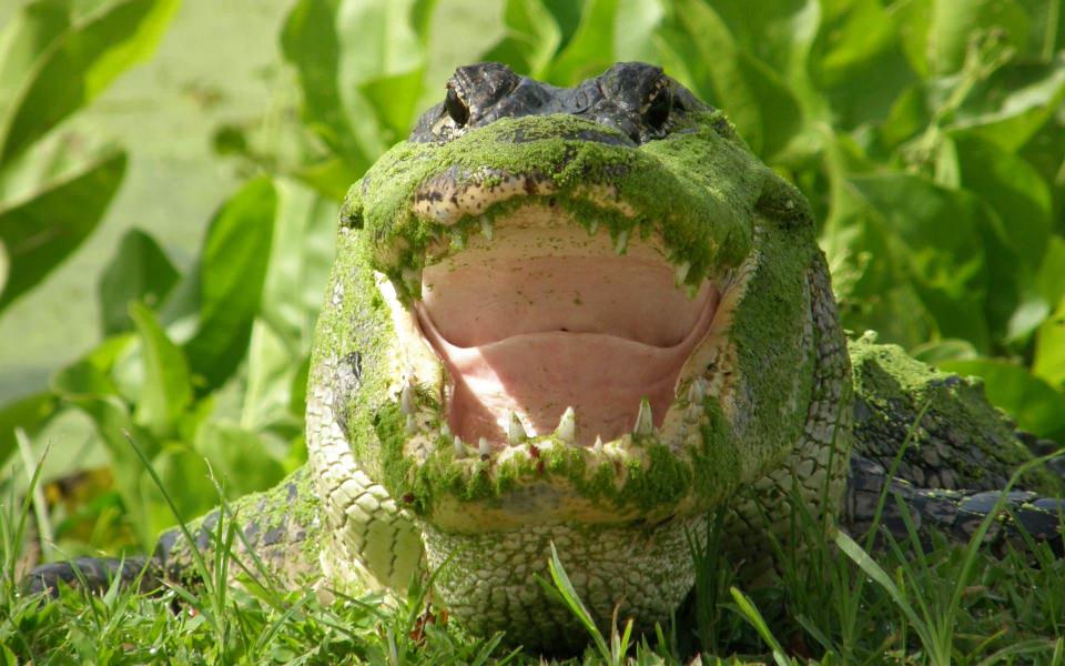 Download Alligator Pictures 4K Background Desktop iPhone wallpaper