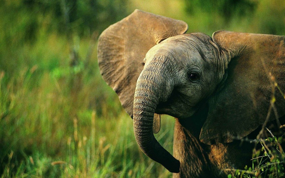 Download Animals For gt Colorful Elephant wallpaper