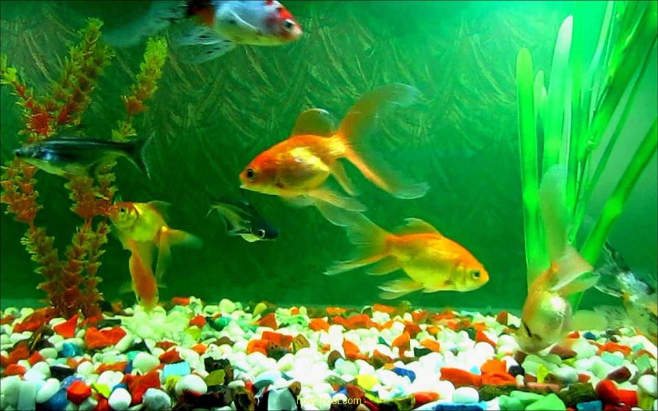 Download Aquarium 4K wallpaper