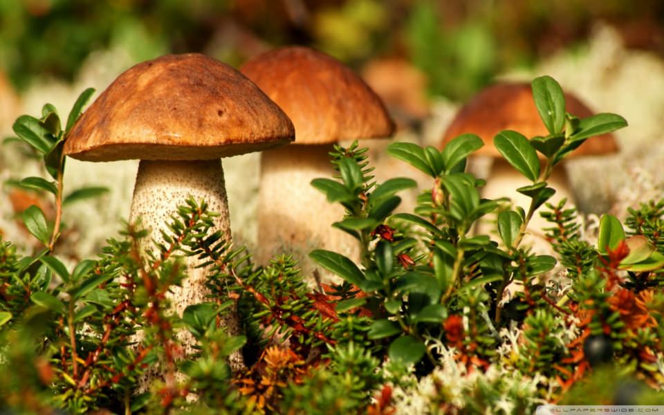 Download Autumn Mushrooms 2020 4K wallpaper