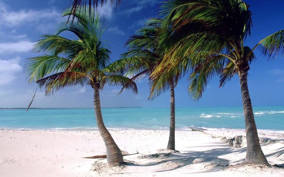 Download Beach Palm Tree 4K HD 2020 wallpaper