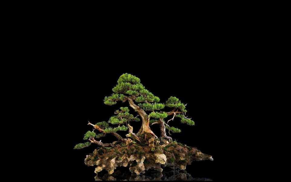 Download Beautiful Bonsai Tree In 4K HD wallpaper