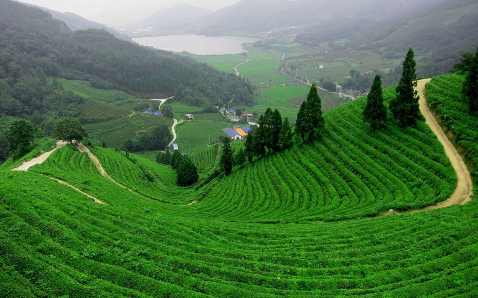 Download Boseong Green Tea Field 4K HD 2020 wallpaper