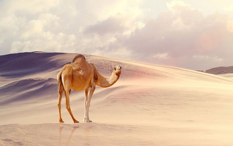 Download Camel Animal 2020 4K HD iPhone Desktop Mobile wallpaper