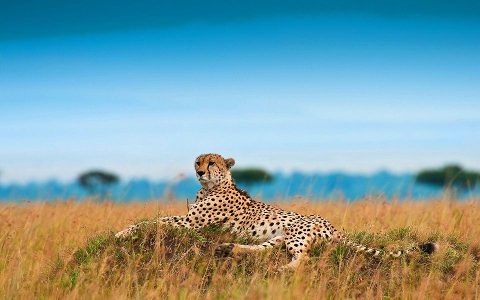 Download Cheetah 4K  2020 HD wallpaper