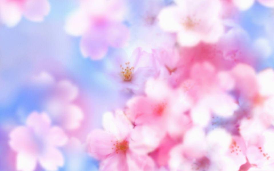 Download Desktop sakura flower 4K 5K 8K HD iPad Tablet Desktop iPhone Photos wallpaper